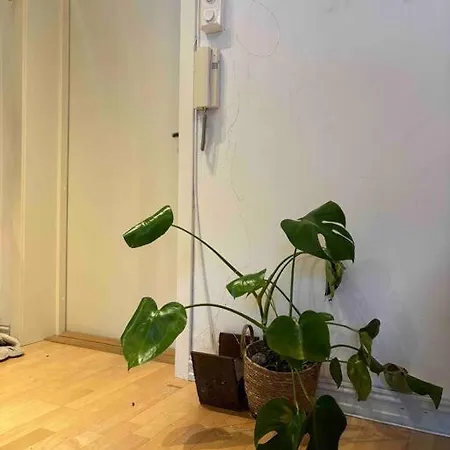 Studioleilighet